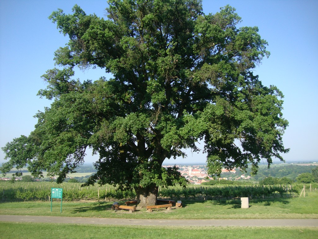 Drei Eichen